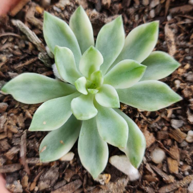 Plant image Echeveria Green Emerald Variegated