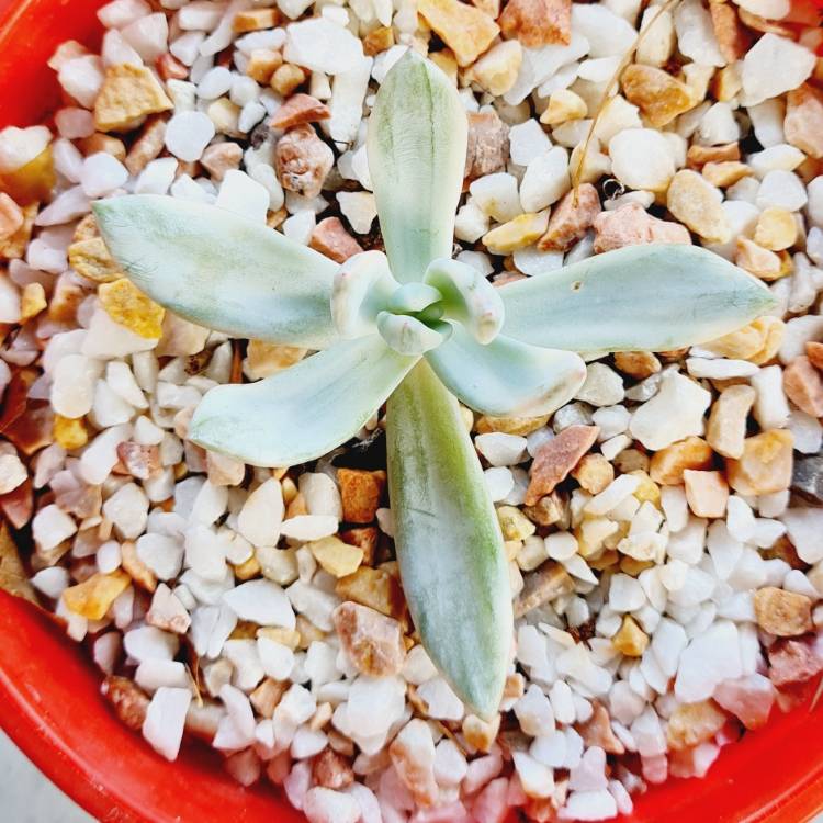 Plant image x Pachyveria Powder Puff Variegated