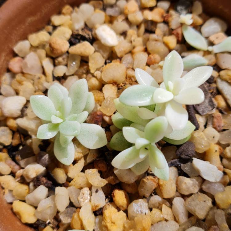 Plant image Graptopetalum Mirinae Variegata