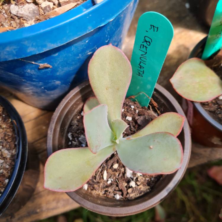 Plant image Echeveria Crenulata x Carnicolour