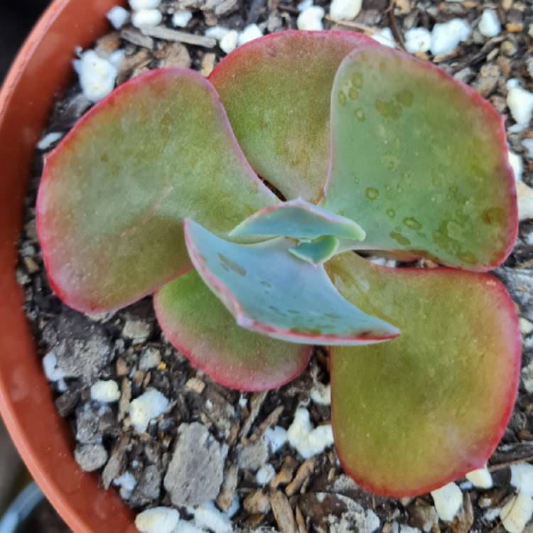 Plant image Echeveria Contempo