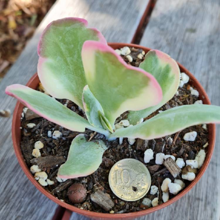 Plant image Kalanchoe Luciae 'Fantastic'