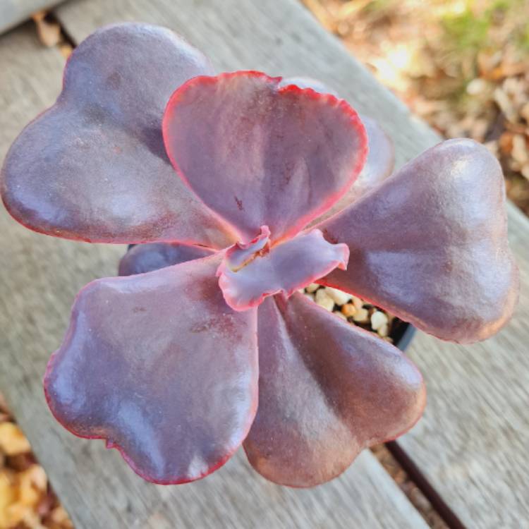 Plant image Echeveria Valentine