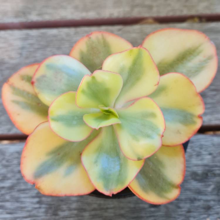 plant image 1570480