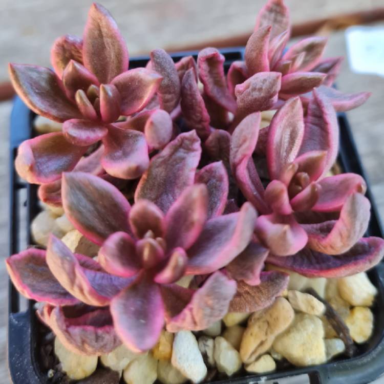 Plant image xGraptoveria Chocolate Bronze