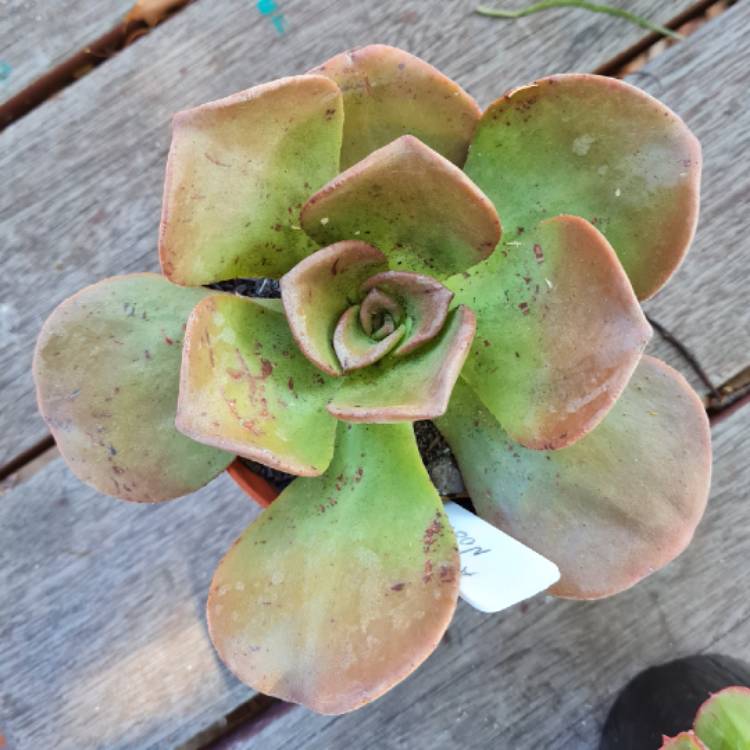 Plant image Aeonium Nobile