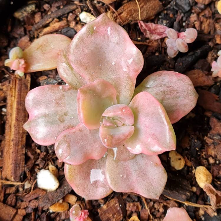 Plant image xGraptoveria Mrs Richards Variegata