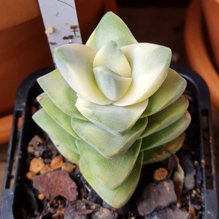 Plant image Crassula Moonglow Variegata