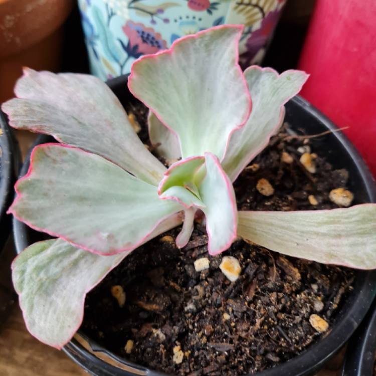 Plant image Echeveria Flying Cloud