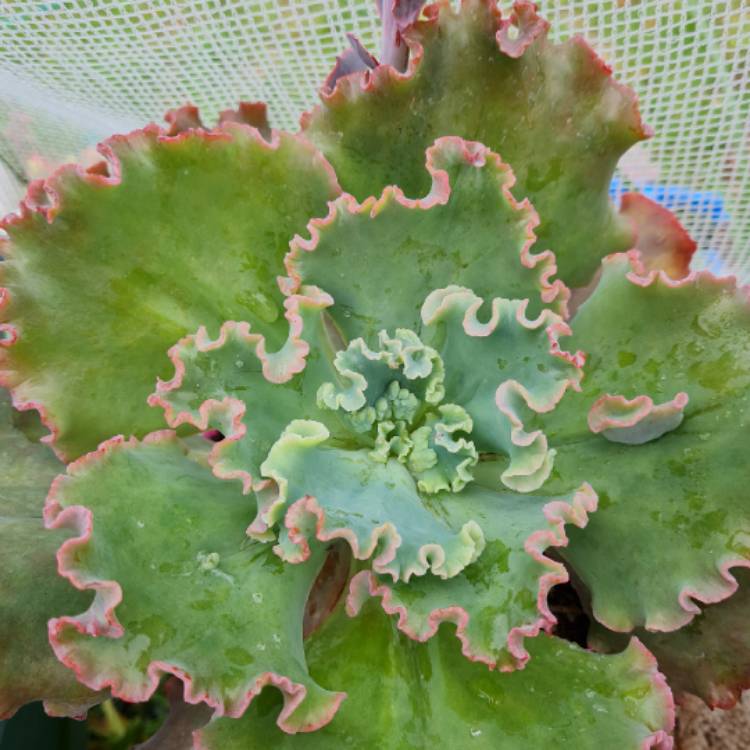 Plant image Echeveria Verrugas