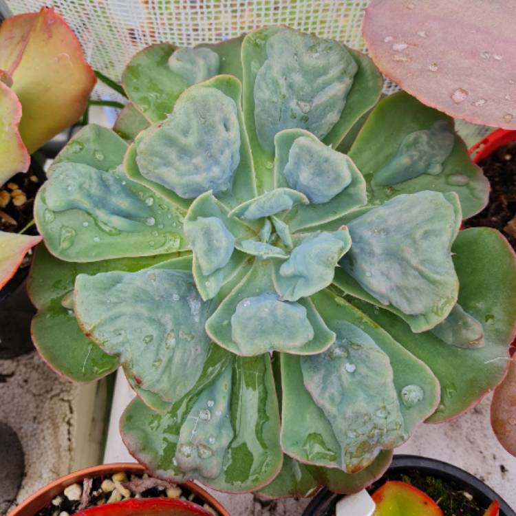 Plant image Echeveria Heart's Delight