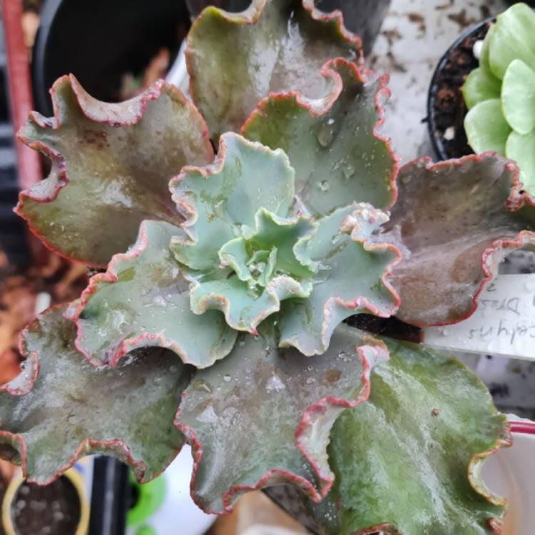 Plant image Echeveria Party Dress