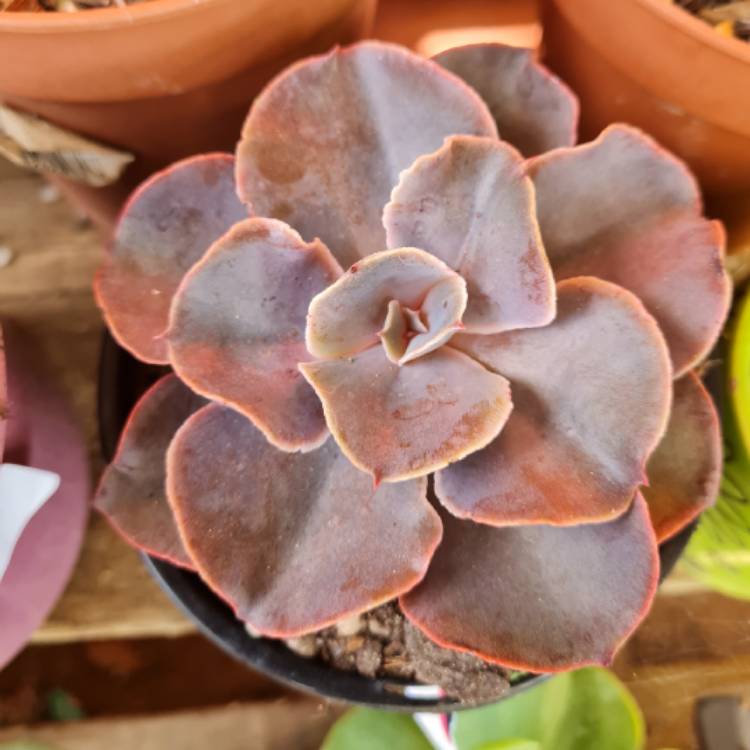 Plant image Echeveria Violacina