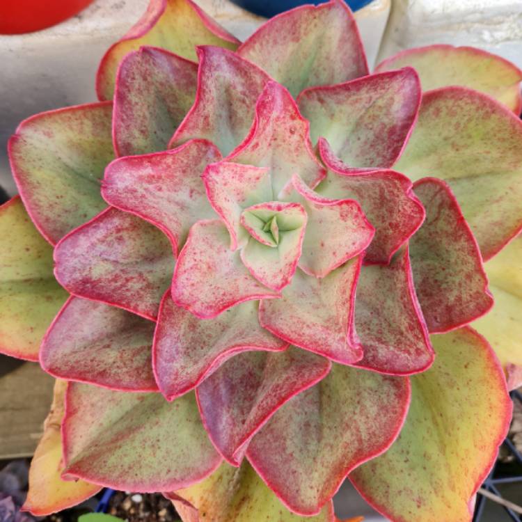 Plant image Echeveria Kissing