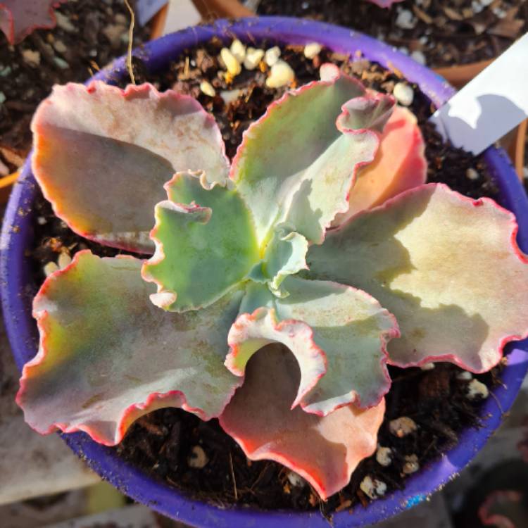 Plant image Echeveria La Femme