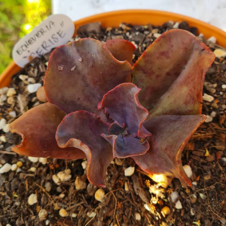 Plant image Echeveria Cerise