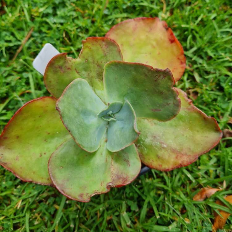 Plant image Echeveria Pomona