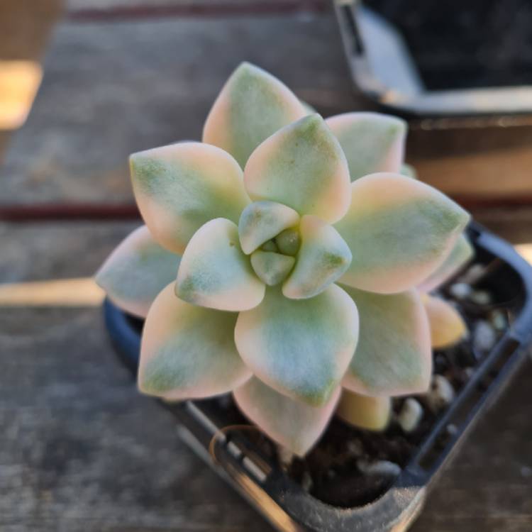 Plant image xGraptoveria Titubans Variegata