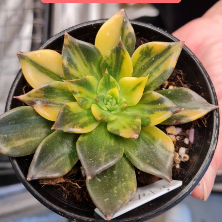 Plant image Echeveria Black Prince Variegata