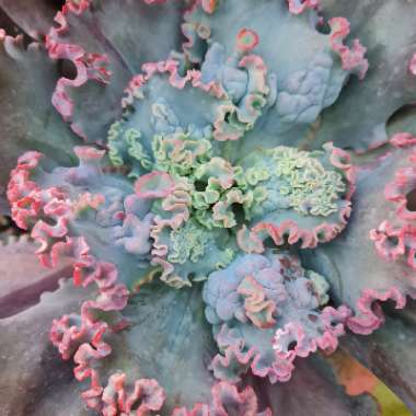 Echeveria 'Marjorie Pouge'