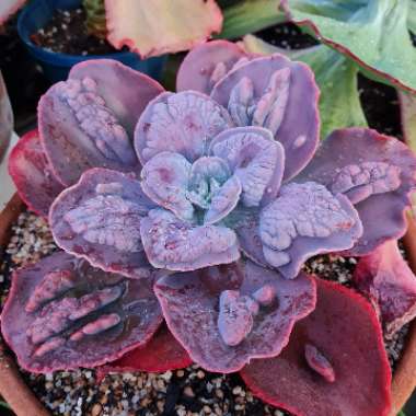 Echeveria ‘Lilac Frost'