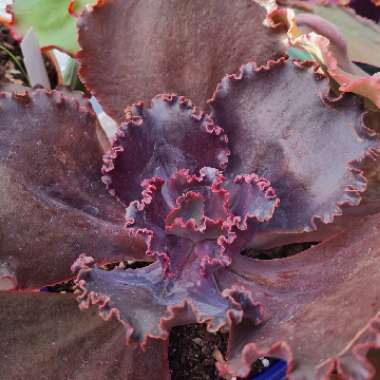 Echeveria Garnet