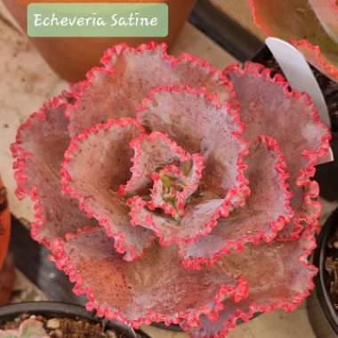 Echeveria 'Satine'