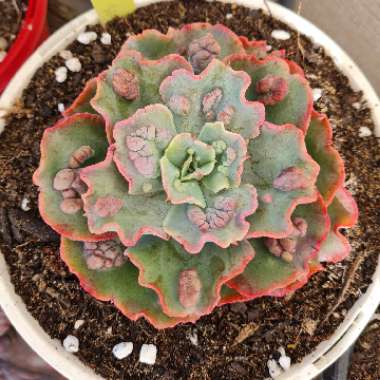 Echeveria Livingstone 