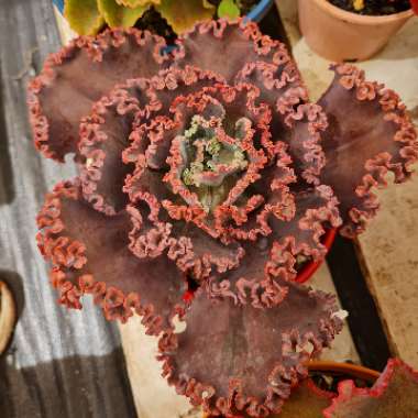 Echeveria Mademoiselle 