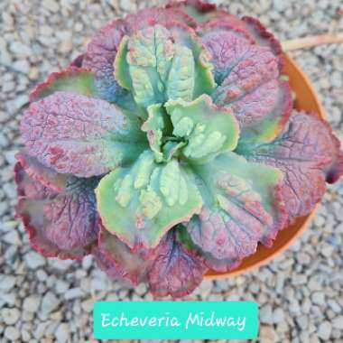 Echeveria 'Midway'