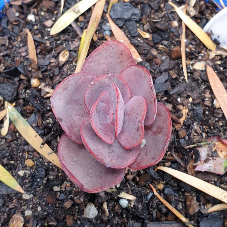 Plant image Echeveria Suyon