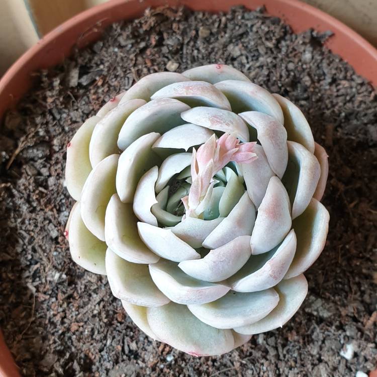 Plant image Echeveria Big Blue