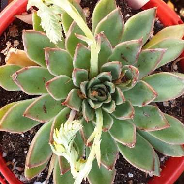 Echeveria Sagitta