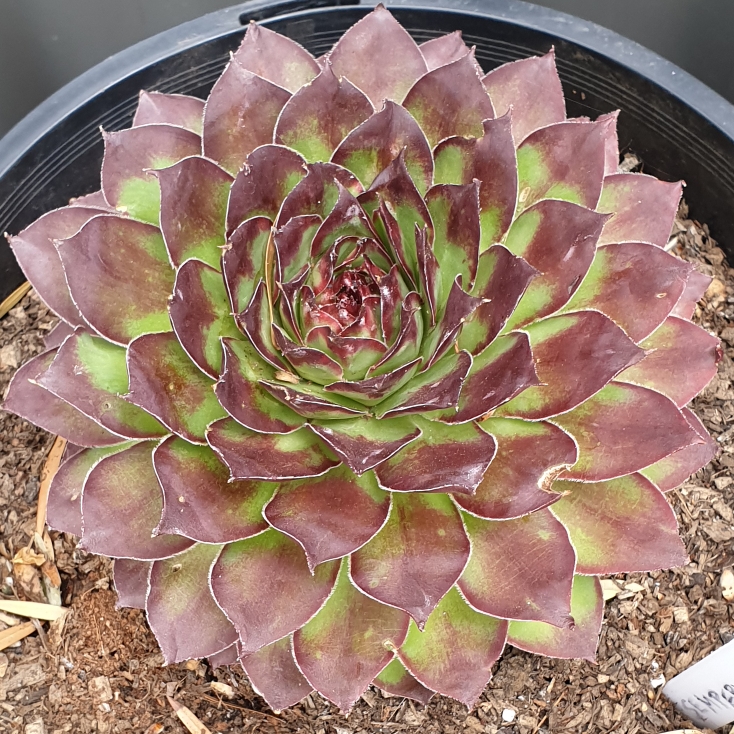 Plant image Sempervivum Cherry Berry