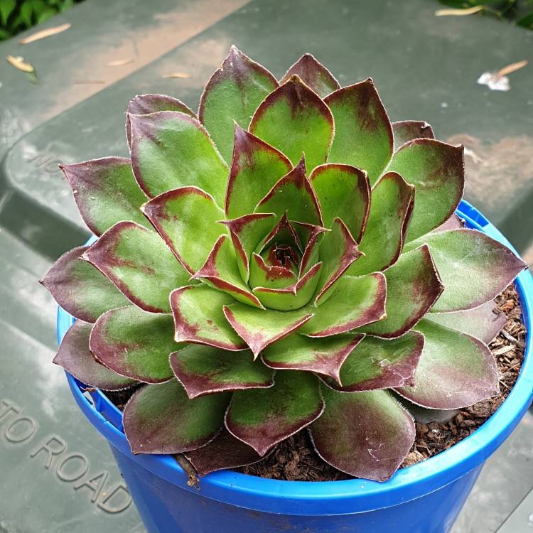 Plant image Sempervivum Calcareum Guillaumes