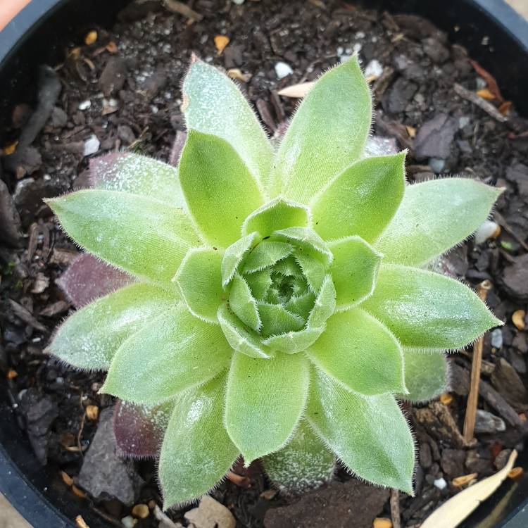 Plant image Sempervivum Standard Green