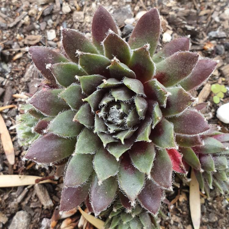 Plant image Sempervivum Raspberry Ice