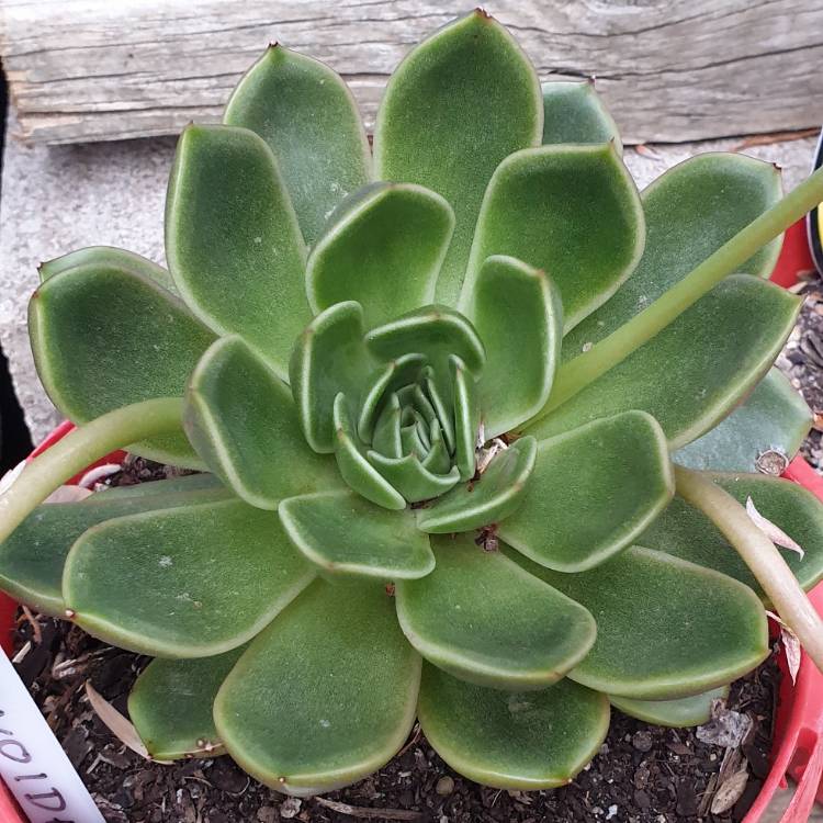 Plant image Echeveria Mira