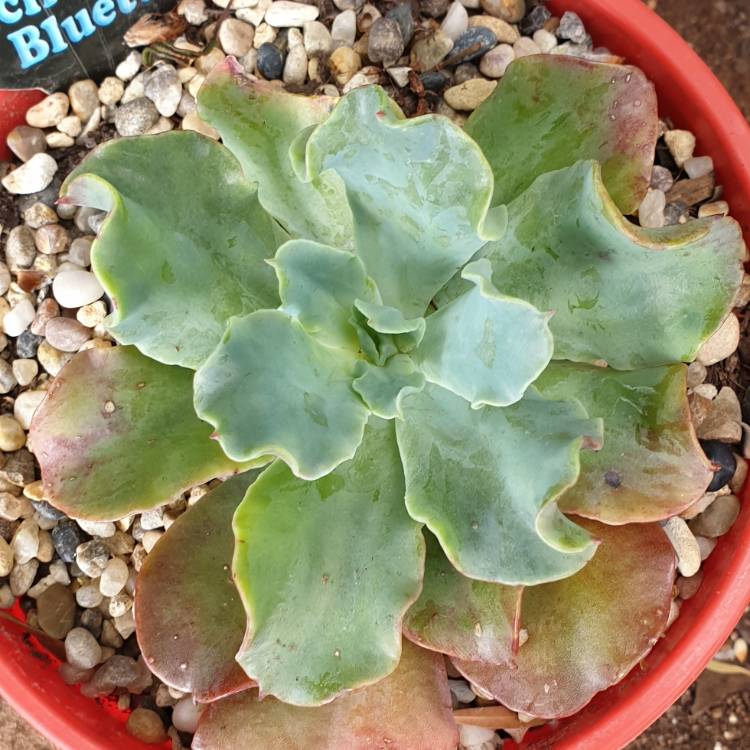 Plant image Echeveria Blue Lagoon