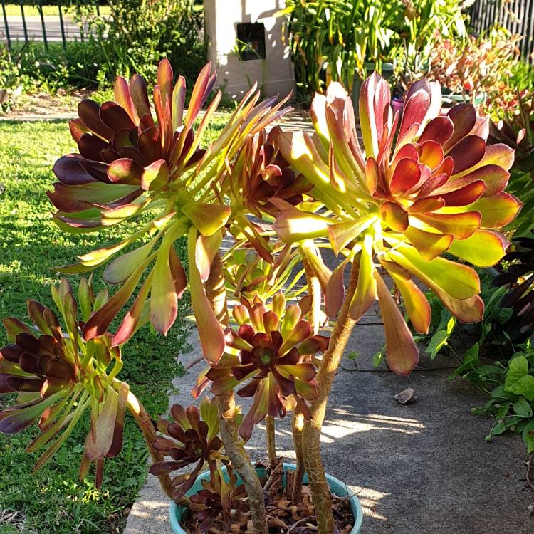 Plant image Aeonium Copper Kettle