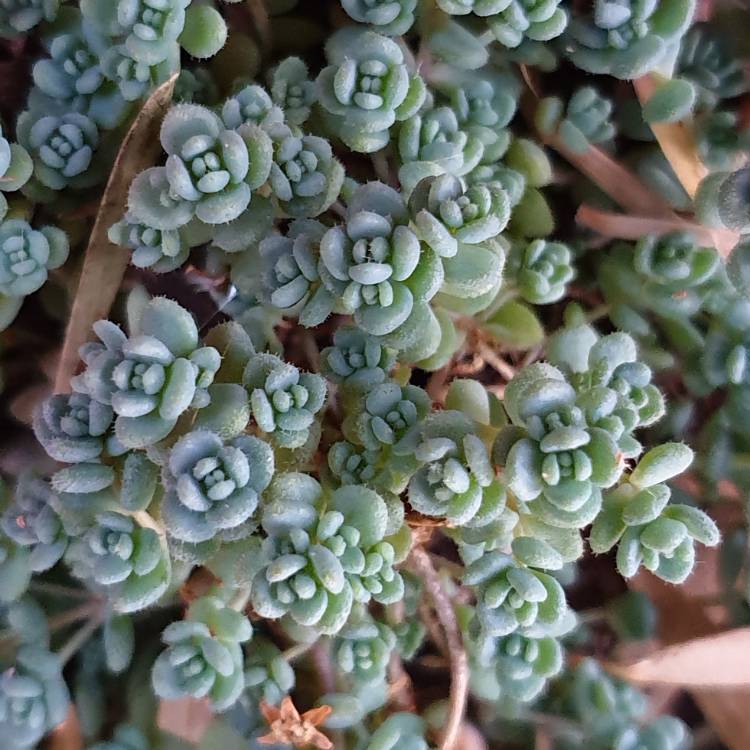 Plant image Sedum Brevifolium