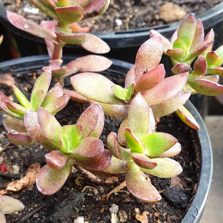 Crassula Albiflora, Crassula 'Albiflora' - uploaded by @SuccItUp