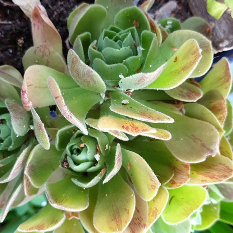 Plant image Aeonium Barbatum