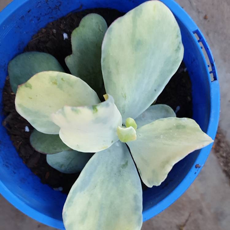 Plant image Cotyledon Orbiculata var. Orbiculata Variegata