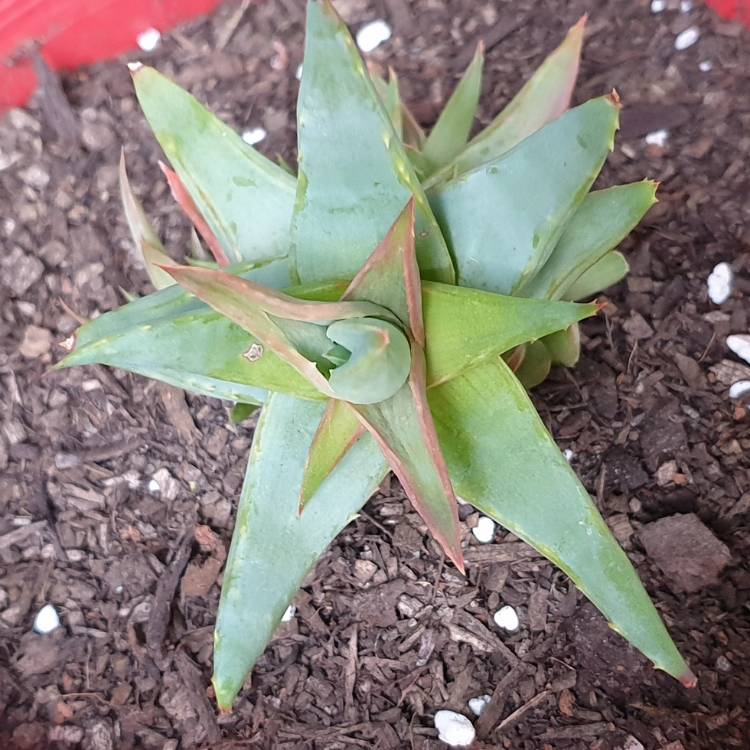 Plant image Aloe 'Walmsley's Blue'