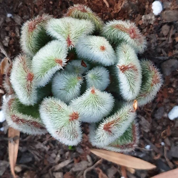 Plant image Echeveria Leucotricha