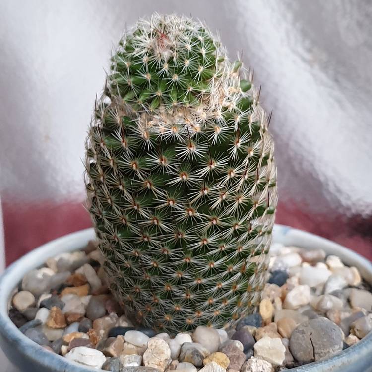 Plant image Mammillaria Mystax