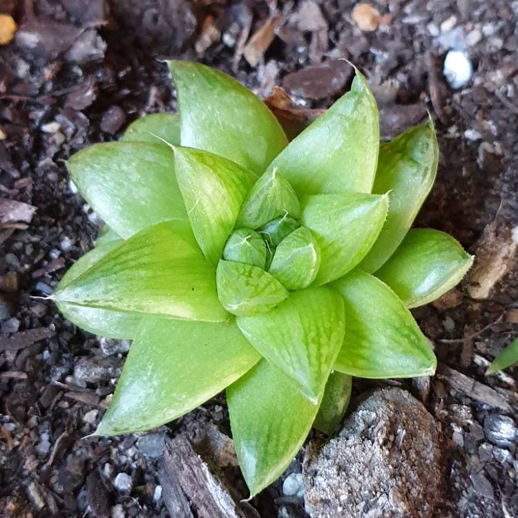 Plant image Haworthia mirabilis