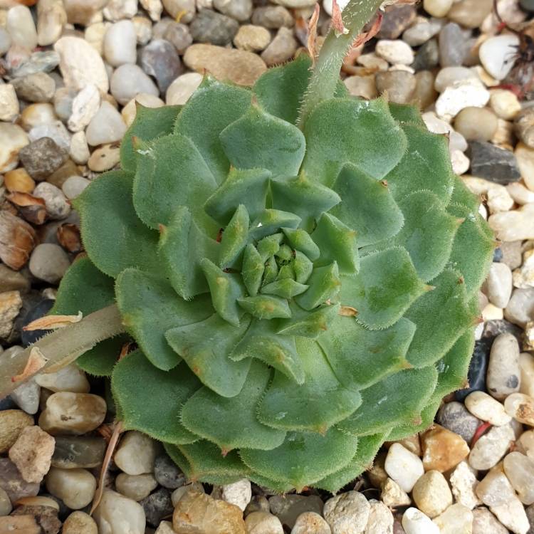 Plant image Echeveria Derosa