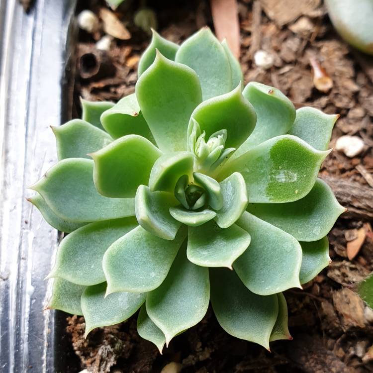 Plant image Echeveria Allegra